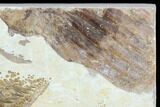 Fossil Pycnodont Fish Crushing Mouth Plate - Lebanon #124014-1